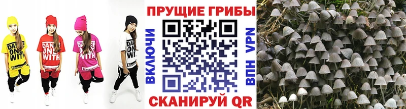 Псилоцибиновые грибы Psilocybine cubensis  Купить где  Скопин 